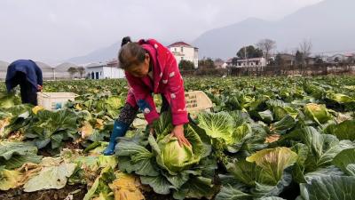 田间鲜蔬采收忙 春节餐桌有保障