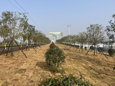 以“绣花功夫”扮靓园区颜值——长城汽车周边环境焕然一新