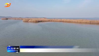 
文明实践润湖畔 共护天鹅栖息地