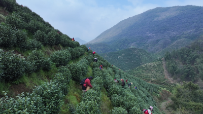 殷祖白茶飘香  明前采摘正忙