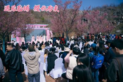 湖北大冶：万株古樱竞相盛开 吸引1.5万人次共赴春日之约 大冶·灵乡第五届毛铺古樱赏花季盛大启幕