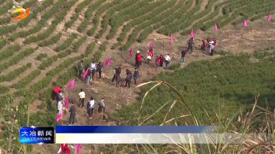 植树春日里 添绿正当时 