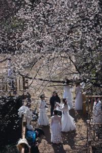 共赴春天的花海 毛铺古樱赏花季3月21日启幕