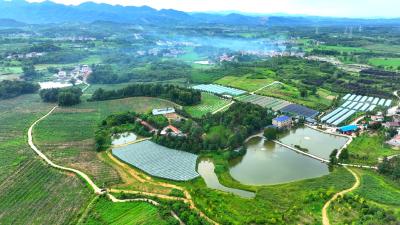 从“三连优”到“全域兴”——大冶“三农”工作踏春提速