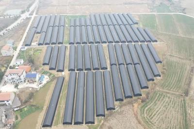 菊菌轮作 火石生“金”