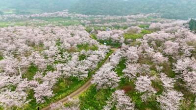 【聚力六大攻坚 加快六城建设 文化创新融合发展】以樱为媒兴文旅 金牛镇小堰村农旅融合走出共富路