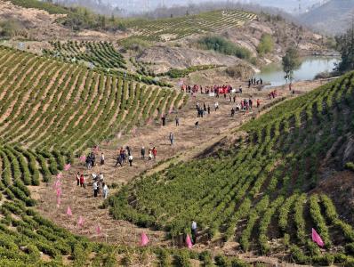 春潮涌动植新绿 同心共筑生态城