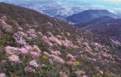 樱约北山 春满殷祖——2026年大冶市殷祖北山樱花季活动暨黄石市荆楚步道联赛侧记