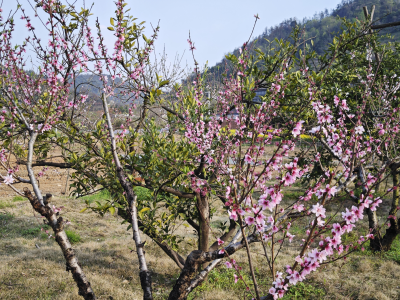 百位文旅博主齐聚大冶 共绘“桃花源里的生活”新画卷