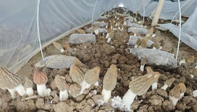 茗山村羊肚菌喜迎丰产