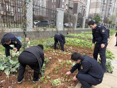 整治“毁绿种菜” 守护城市家园