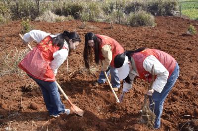 植”此青绿 大冶把树种出“新意思”