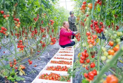 盘活一方资源 带富一方百姓 我市强村公司模式绘就共富新图景