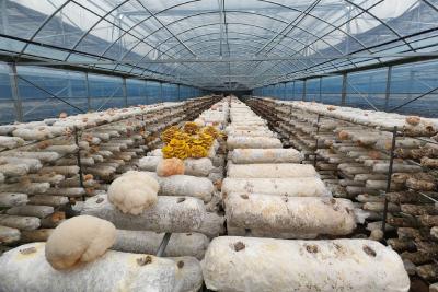 【聚力六大攻坚 加快六城建设 城乡融合兴业富民】多村连片菌生金 一业兴乡共富路 茗山乡食用菌全链升级激活乡村振兴新动能