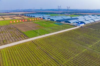 从“三连优”到“全域兴” ——大冶“三农”工作踏春提速