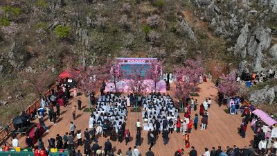 “遇见毛铺·樱你而来”大冶·灵乡2026年第五届毛铺古樱赏花季启幕