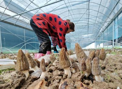 多村连片菌生金 一业兴乡共富路 大冶市茗山乡食用菌全链升级激活乡村振兴新动能