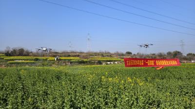 无人机“一促四防” 护航27万亩油菜丰产丰收