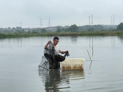 大冶市陈贵小龙虾抢“鲜”上市 “稻虾共作”富乡村