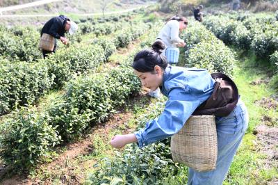 灵乡镇芭山村辜家山白茶基地迎来采茶黄金季