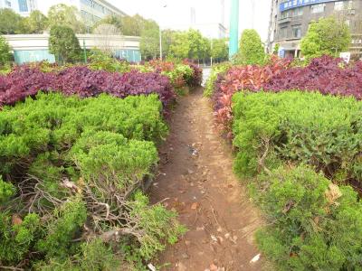 【民情直通车】绿化带踩出条条“捷径” 护栏掰出道道“豁口” 城市“伤痕”谁来修复？”