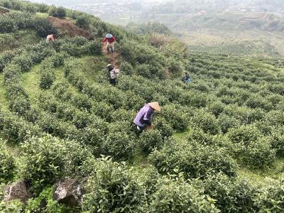 采茶制茶“火力全开” 供电服务“满格在线”