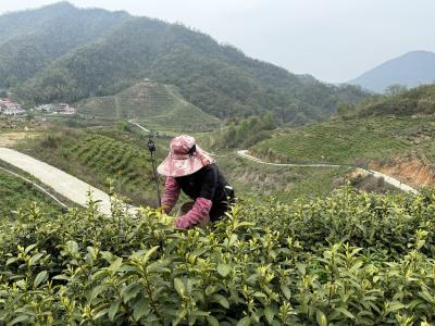 荒山复“绿” 茶叶生“金”——灵乡镇芭山村以茶产业助力乡村振兴