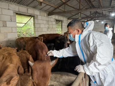 我市全面启动春季畜禽免疫行动