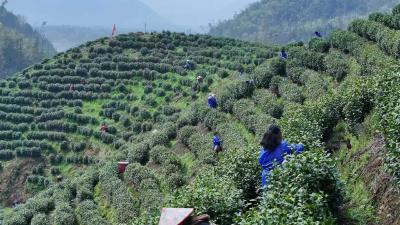 我市一茶旅线路入选全国茶乡旅游百强精品线路