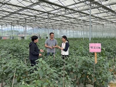 露地菜抢“鲜”上市 大棚里忙“换茬”——省农科院蔬菜专家赴大冶指导蔬菜产业“无缝衔接”