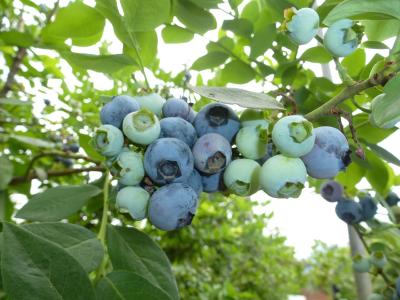 “蓝”不住的美味！金牛镇600亩蓝莓抢“鲜”上市