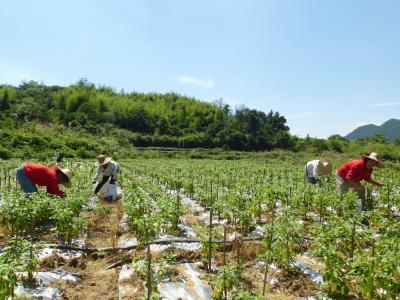 湖北大冶：“椒”香四溢好丰景 产业富民促振兴