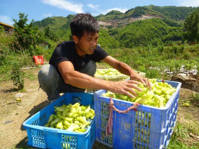 【聚力六大攻坚 加快六城建设 城乡融合兴业富民】“椒”香四溢好丰景 产业富民促振兴