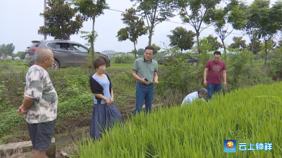 种植水稻“洋硒早” 王岭摘掉“贫困帽”