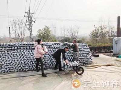 香菇温暖富裕路 钟祥市张集镇宗湾村种菇忙
