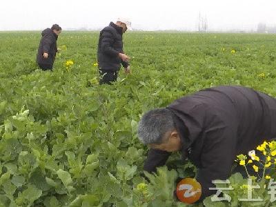 农技专家田间地头开“良方”