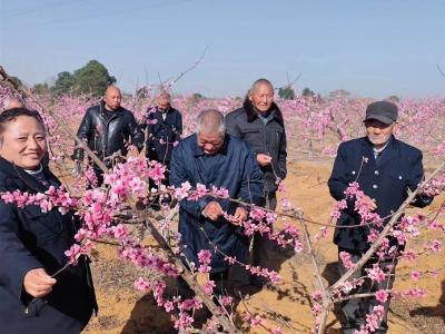 洋梓镇福利院老人桃花园里沐春风