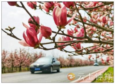 钟祥：四好公路花盛开 最美风景在路上