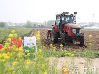 湖北钟祥  推广大豆玉米带状复合种植 科学助农“一地双收”
