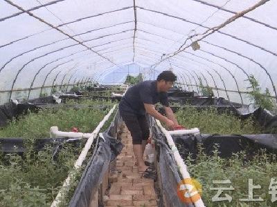 一条小黄鳝  “钻”出产业新路子