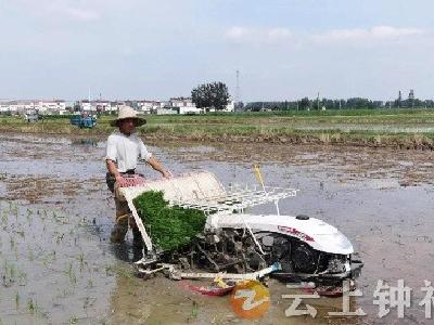 石牌镇：机械化插秧为稻农种植“加速度”