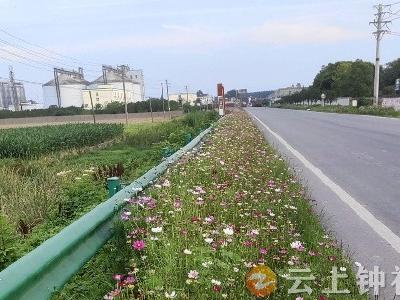 旧口镇：花卉添彩让道路“变身”风景线