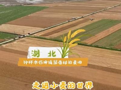 三夏有新知 |“快乐碳水”哪里好？小麦田里找一找！