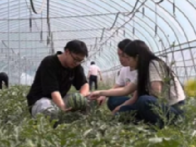 大西瓜串起致富产业链