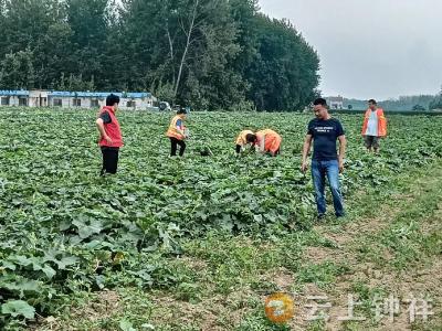 丰乐镇王福营村：网格员暖心抢收冬瓜保增收