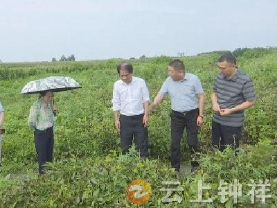 荆门、钟祥两级政协委员一线协商  加快推进中药材种植产业发展