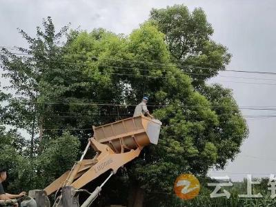 东桥镇东桥社区：树枝茂盛压电线 格格巡查排隐患