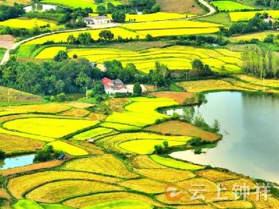 世界长寿之乡“丰”景美丽如画 钟祥市103万亩水稻喜获丰收