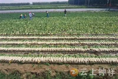 首批国家农业产业强镇名单公布！钟祥市胡集镇、旧口镇入选