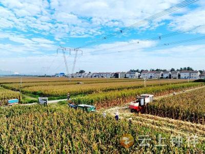 湖北钟祥磷矿镇十万亩夏玉米喜获丰收